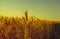 Spikelets of wheat close up on a background sunset. The harvest in the summer.