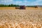 Spikelets of wheat. Combine harvester working