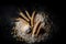 Spikelets of wheat and flour on a dark table. Agricultural product. Harvest and harvest concept.