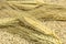 spikelets; wheat; grains; cereals; grains; seeds; harvest; food