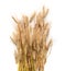 Spikelets of wheat isolated on white background