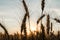 Spikelets of wheat at sunset blurry