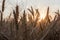 Spikelets of wheat at sunset blurry