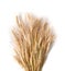 Spikelets of wheat on white background