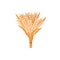 Spikelets of wheat on a white background. A bunch of ears isolated vector illustration.