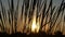 Spikelets of wild grass waving in the field at sunset in slo-mo