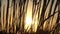 Spikelets of wild weed waving in the field at sunset in slo-mo