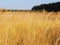 Spikelets yellow at the colorful autumn