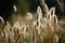 Spikelets of Yellow Grass on a Blurred Background. Generative AI