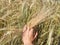 Spikelets of yellow green barley in the hands in the field