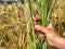 Spikelets of yellow green barley in the hands in the field