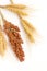 Spikelets of yellow wheat and twig of sorghum