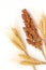 Spikelets of yellow wheat and twig of sorghum