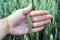 Spikelets of young, green wheat on the palm of the agronomist, against the background of the field