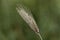 Spikes of the annual grass Dasypyrum villosum