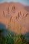 Spikes on the background of wild grass hillside.