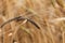 Spikes of barley with Covered smut, a fungi disease Ustilago hordei