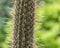 The spikes on a cactus up close