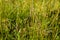 Spikes of the common quaking grass (Briza media