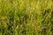Spikes of the common quaking grass (Briza media