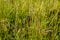 Spikes of the common quaking grass (Briza media