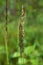 Spikes of Deschampsia cespitosa, the tufted hairgrass