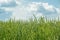 Spikes of green wheat moving in the wind