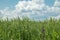 Spikes of green wheat moving in the wind