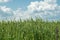 Spikes of green wheat moving in the wind