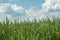 Spikes of green wheat moving in the wind