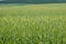 Spikes of green wheat moving in the wind