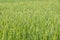 Spikes of green wheat moving in the wind