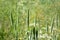 Spikes of perennial grass phleum pratense