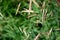 Spikes of perennial wild meadow grass bromus inermis