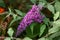 Spikes of pink Buddleia davidii flowers in summer garden