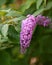 Spikes of pink Buddleia davidii flowers in summer garden