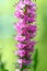 Spikes of pink Veronica flowers, selective focus