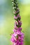 Spikes of pink Veronica flowers, selective focus