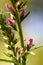 Spikes of pink Veronica flowers, selective focus