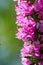 Spikes of pink Veronica flowers, selective focus