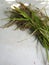 Spikes of rice on white background