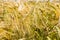 Spikes of ripening rye on an agricultural field