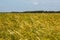 Spikes of ripening rye on an agricultural field