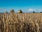 Spikes of wheat in a cereal field, with a combine harvester working. Focus on the ears, selective approach