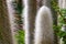 Spikes of a white cactus with raindrops in the fall