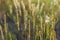 Spikes of wildflowers - perennial grasses on a meadow