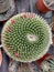 Spikey cactus