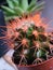 Spikey cactus orange