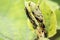 Spikey ladybug larvae hunting for louses on a green plant as useful animal and beneficial organism helps garden lovers protect