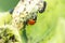 Spikey ladybug larvae hunting for louses on a green plant as useful animal and beneficial organism helps garden lovers protect